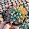 Sedeveria 'Blue Elf' Succulent Live Plant - 2 Inch Pot, Indoor/Outdoor - Image 1