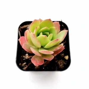 Sedeveria 'Green Rose' Live Succulent Plant – 2 Inch Pot – Indoor/Outdoor Decor - Image 2