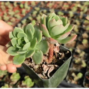 Sedeveria 'Green Rose' Live Succulent Plant – 2 Inch Pot – Indoor/Outdoor Decor - Image 3