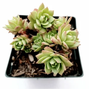 Sedeveria 'Green Rose' Live Succulent Plant – 2 Inch Pot – Indoor/Outdoor Decor - Image 4