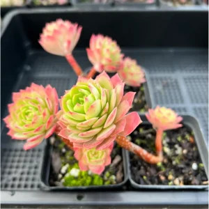 Sedeveria 'Green Rose' Live Succulent Plant – 2 Inch Pot – Indoor/Outdoor Decor - Image 5