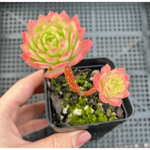 Sedeveria 'Green Rose' Live Succulent Plant – 2 Inch Pot – Indoor/Outdoor Decor - Image 6