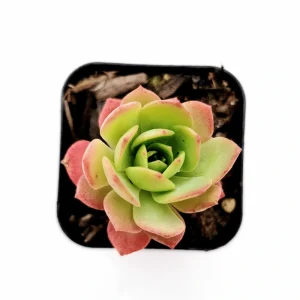 Sedeveria 'Green Rose' Live Succulent Plant – 2 Inch Pot – Indoor/Outdoor Decor - Image 1