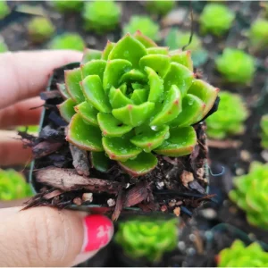 Sedeveria 'Letizia' Succulent Live Plant - 2 Inch Pot, Indoor Outdoor - Image 1