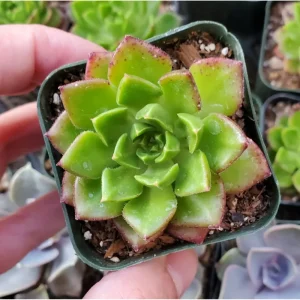 Sedeveria 'Letizia' Succulent Live Plant - 2 Inch Pot, Indoor Outdoor - Image 2