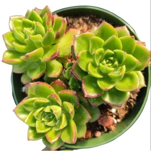 Sedeveria 'Letizia' Succulent Live Plant - 2 Inch Pot, Indoor Outdoor - Image 3
