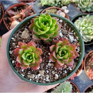 Sedeveria 'Letizia' Succulent Live Plant - 2 Inch Pot, Indoor Outdoor - Image 4