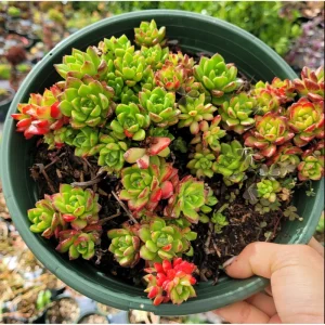 Sedeveria 'Letizia' Succulent Live Plant - 2 Inch Pot, Indoor Outdoor - Image 5
