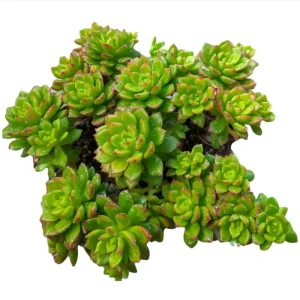 Sedeveria 'Letizia' Succulent Live Plant - 2 Inch Pot, Indoor Outdoor - Image 6