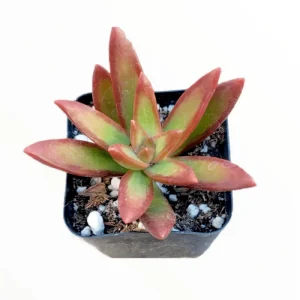 Sedum Adolphii 'Firestorm' Succulent Live Plant 2 Inch Pot Indoor Outdoor - Image 2