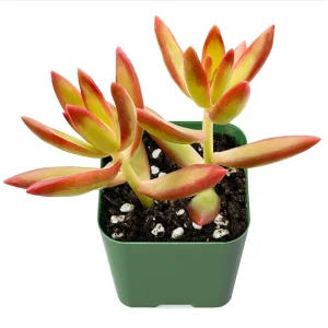 Sedum Adolphii 'Firestorm' Succulent Live Plant 2 Inch Pot Indoor Outdoor - Image 3