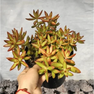 Sedum Adolphii 'Firestorm' Succulent Live Plant 2 Inch Pot Indoor Outdoor - Image 4