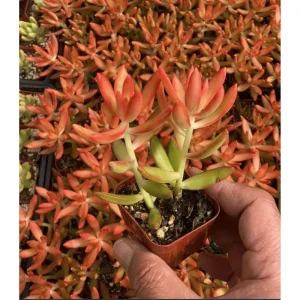 Sedum Adolphii 'Firestorm' Succulent Live Plant 2 Inch Pot Indoor Outdoor - Image 5