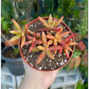 Sedum Adolphii 'Firestorm' Succulent Live Plant 2 Inch Pot Indoor Outdoor - Image 6