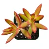 Sedum Adolphii 'Firestorm' Succulent Live Plant 2 Inch Pot Indoor Outdoor - Image 1