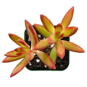 Sedum Adolphii 'Firestorm' Succulent Live Plant 2 Inch Pot Indoor Outdoor - Image 1
