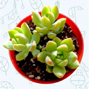 Sedum Adolphii Succulent Live Plant 2 Inch Pot - Indoor/Outdoor Decor - Image 2