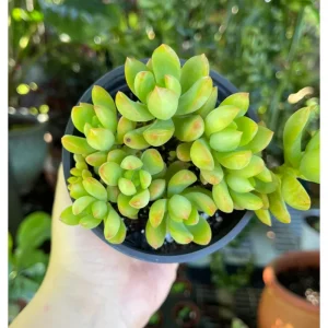 Sedum Adolphii Succulent Live Plant 2 Inch Pot - Indoor/Outdoor Decor - Image 3