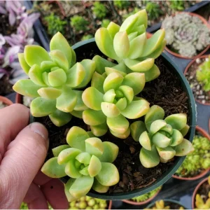 Sedum Adolphii Succulent Live Plant 2 Inch Pot - Indoor/Outdoor Decor - Image 4
