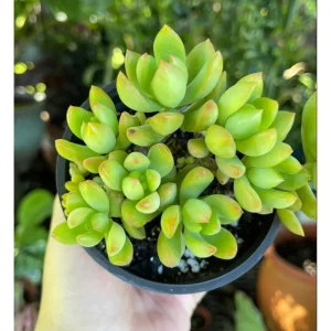 Sedum Adolphii Succulent Live Plant 2 Inch Pot - Indoor/Outdoor Decor - Image 5