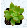 Sedum Adolphii Succulent Live Plant 2 Inch Pot - Indoor/Outdoor Decor - Image 1