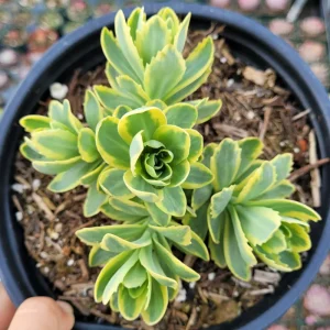 Sedum Alboroseum 'Mediovariegatum' Variegated Succulent Live Plant 4