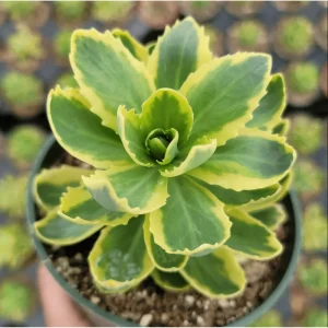 Sedum Alboroseum 'Mediovariegatum' Variegated Succulent Live Plant 4