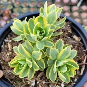 Sedum Alboroseum 'Mediovariegatum' Variegated Succulent Live Plant 4