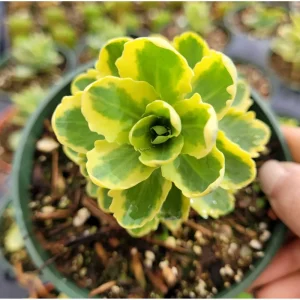 Sedum Alboroseum 'Mediovariegatum' Variegated Succulent Live Plant 4