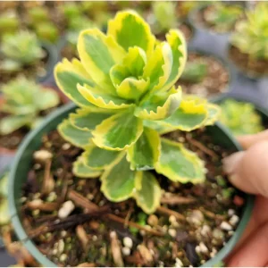 Sedum Alboroseum 'Mediovariegatum' Variegated Succulent Live Plant 4