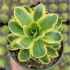 Sedum Alboroseum 'Mediovariegatum' Variegated Succulent Live Plant 4" Bare Root - Image 1