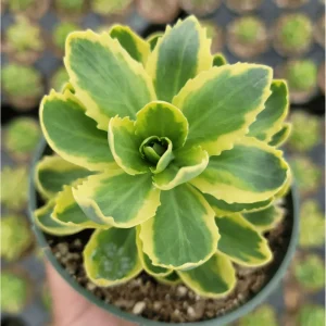 Sedum Alboroseum 'Mediovariegatum' Variegated Succulent Live Plant 4