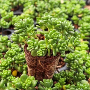 Sedum Album 'Athoum' Stonecrop Succulent Live Plant 2 Inch Pot Indoor Outdoor - Image 2