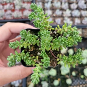 Sedum Album 'Athoum' Stonecrop Succulent Live Plant 2 Inch Pot Indoor Outdoor - Image 3