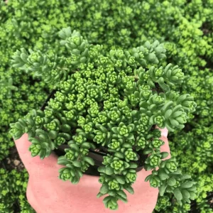 Sedum Album 'Athoum' Stonecrop Succulent Live Plant 2 Inch Pot Indoor Outdoor - Image 4