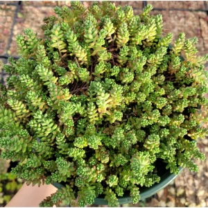 Sedum Album 'Athoum' Stonecrop Succulent Live Plant 2 Inch Pot Indoor Outdoor - Image 6