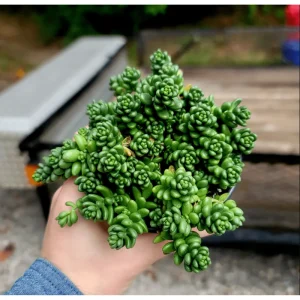 Sedum Album 'Athoum' Stonecrop Succulent Live Plant 2 Inch Pot Indoor Outdoor - Image 1