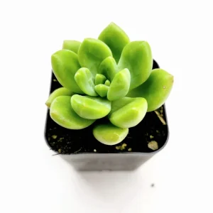 Sedum 'Alice Evans' Succulent Live Plant – 2 Inch Pot – Indoor/Outdoor Decor - Image 2