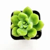 Sedum 'Alice Evans' Succulent Live Plant – 2 Inch Pot – Indoor/Outdoor Decor - Image 1