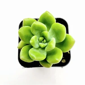 Sedum 'Alice Evans' Succulent Live Plant – 2 Inch Pot – Indoor/Outdoor Decor - Image 1