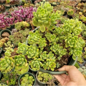 Sedum 'Alice Evans' Succulent Live Plant – 2 Inch Pot – Indoor/Outdoor Decor - Image 3