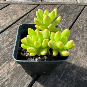 Sedum 'Alice Evans' Succulent Live Plant – 2 Inch Pot – Indoor/Outdoor Decor - Image 4