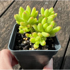Sedum 'Alice Evans' Succulent Live Plant – 2 Inch Pot – Indoor/Outdoor Decor - Image 5