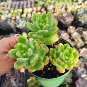Sedum 'Alice Evans' Succulent Live Plant – 2 Inch Pot – Indoor/Outdoor Decor - Image 6