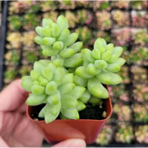 Sedum Burrito Donkey Tail Succulent Live Plant - 2 Inch Pot, Indoor/Outdoor - Image 2