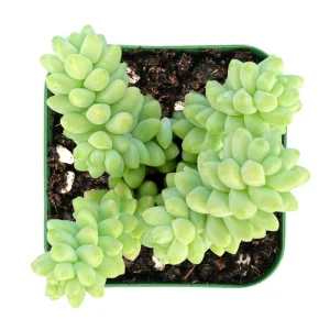 Sedum Burrito Donkey Tail Succulent Live Plant - 2 Inch Pot, Indoor/Outdoor - Image 4