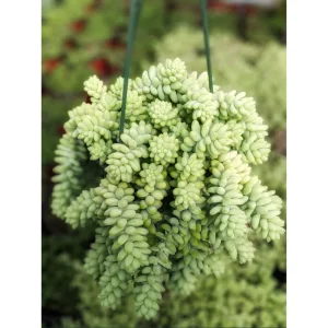 Sedum Burrito Donkey Tail Succulent Live Plant - 2 Inch Pot, Indoor/Outdoor - Image 6