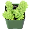 Sedum Burrito Donkey Tail Succulent Live Plant - 2 Inch Pot, Indoor/Outdoor - Image 1