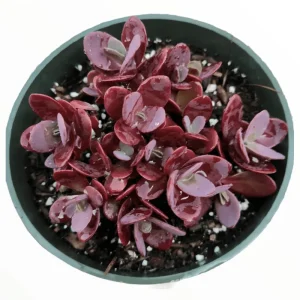 Sedum 'Cherry Tart' Succulent Live Plant 2 Inch - Indoor/Outdoor Decor - Image 2