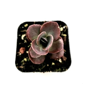 Sedum 'Cherry Tart' Succulent Live Plant 2 Inch - Indoor/Outdoor Decor - Image 3